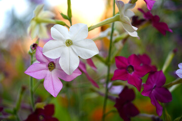 Multicolored flowers of decorative tobacco. Nicotiana alata. Garden tobacco. A scattering of...