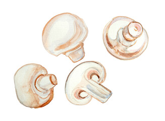 Watercolor mushrooms painting isolated on a white bacjground. Food illustration,