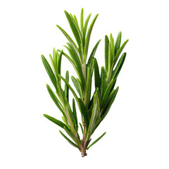 Obraz premium Flatlay Professional Stock Image Featuring Rosemary Sprigs 