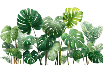 Three yellow flowers on a white background, in the style of a stock photoe. - Photorealistic image of an isolated green wall with various types of monstera leaves, set against a white background.