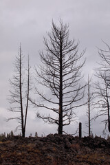 Burned Trees Cloudy Sky Rocky Terrain Post-Fire Landscape Survival Renewal