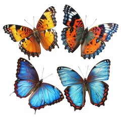 Obraz premium Four Butterflies; orange, blue colored insects in an isolated location
