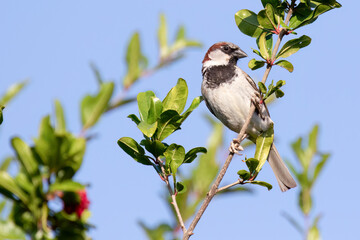 Adult House Sparrow