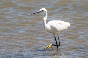 Little Egret