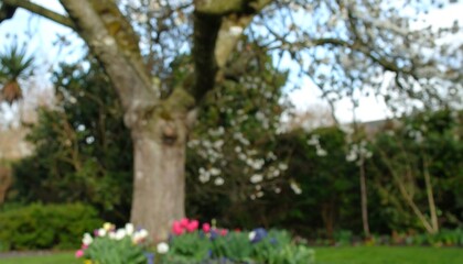 Out-of-focus garden scene