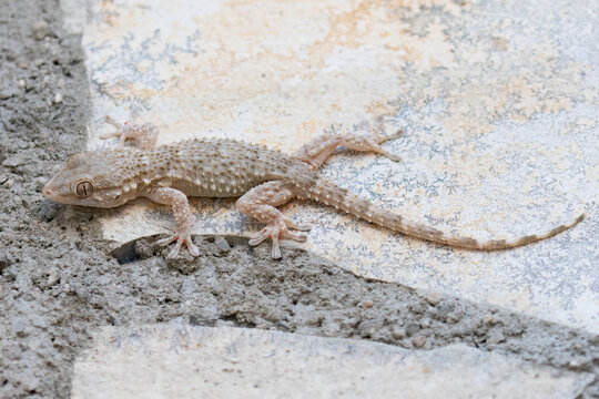 Moorish Gecko