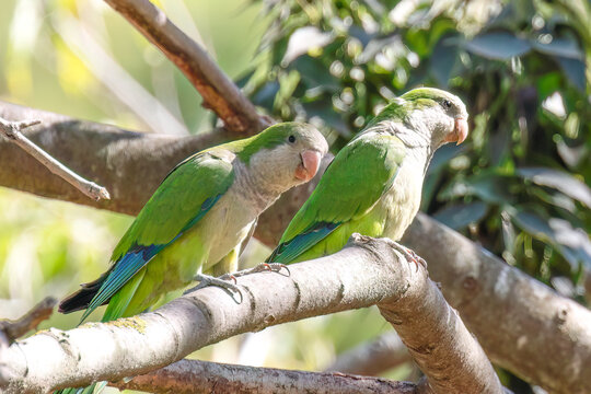Monk Parakeets