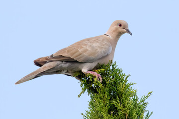 Collard Dove