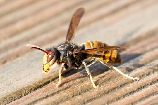 Hornet