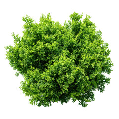 Fototapeta premium Green bush plant top view isolated on transparent background