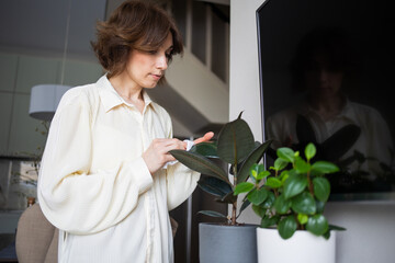 Beautiful happy woman wiping leaves of houseplant ficus and smiling at home. concept of cleaning, housework and care of indoor plants