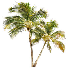 and keyword list based on the image.. Palm Trees Swaying Gently in Breeze at Tropical Beach Location.