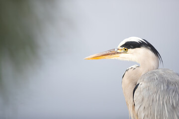 Portrait of a grey heron