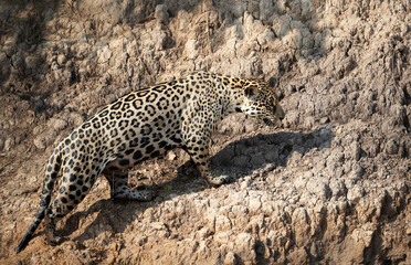 Jaguar stalking prey on a riverbank in the Pantanal, Brazil