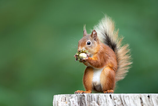 Portrait of a cute red squirrel eating green hazelnuts on a tree stump