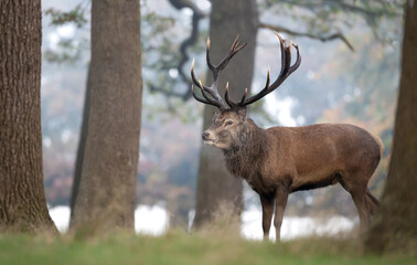 Majestic red deer stag with large antlers standing in autumn forest