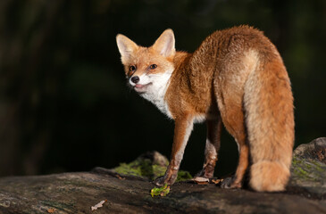 Portrait of a young red fox cub standing on a fallen tree in a dark forest at night