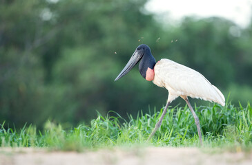 Jabiru walking on a riverbank in the Pantanal, Brazil