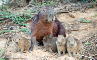 Capybara mother with her pups on a riverbank in Pantanal wetlands, Brazil.