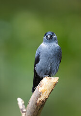 Portrait of a jackdaw perched on a tree branch