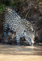 Jaguar drinking water on a riverbank in the Pantanal, Brazil