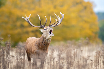 Red deer stag calling during the rut in autumn