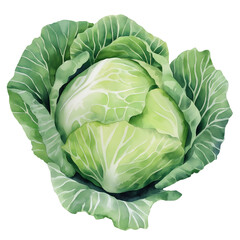 Fototapeta premium Cabbage Vegetable Watercolor Clipart PNG