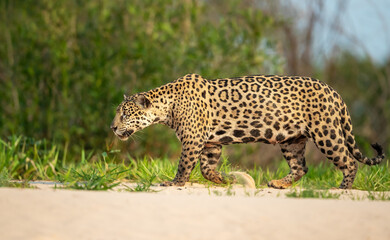 Jaguar stalking prey on a riverbank in the Pantanal, Brazil