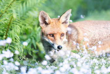 Portrait of a red fox in garden foliage with forget-me-nots, UK