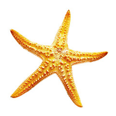 and keyword list based on the image.. Golden Starfish Isolated on Black Background for Marine Biology Research.