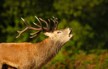 Portrait of a red deer stag calling during the rut in autumn