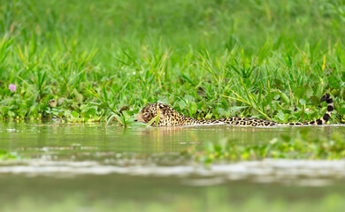 Jaguar stalking prey in water in Pantanal, Brazil