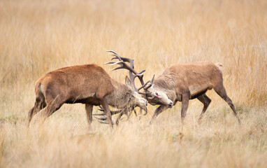 Two red deer stags fighting during rut in autumn