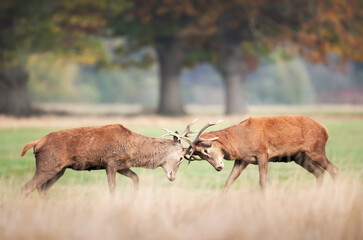 Two young red deer stags fighting during rut in autumn