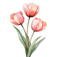 Fototapeta premium Floral Tulip Watercolor Clipart PNG
