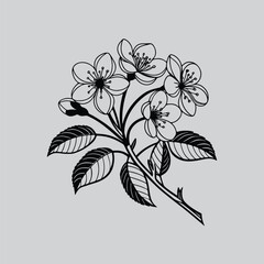 Geranium Handcrafted Flower Line Illustration