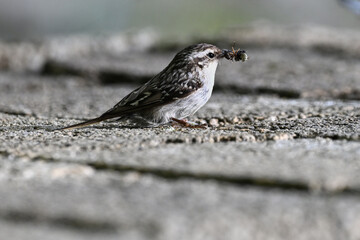 Short-toed treecreeper (Certhia brachydactyla) bird foraging . Wildlife in nature. 