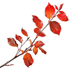 Fototapeta premium Branch with Red Leaves Isolated on Black.