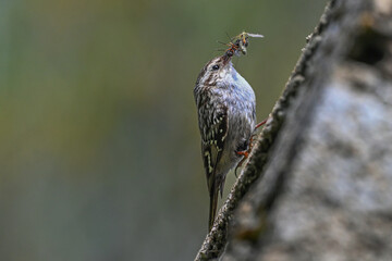 Short-toed treecreeper (Certhia brachydactyla) bird foraging . Wildlife in nature. 