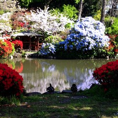 Colorful Spring Garden Pond
