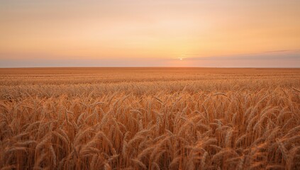 Obraz premium Golden Wheat Field at Dusk