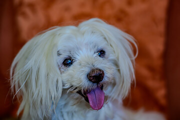Süßer weißer Malteser mit langem Fell vor orangefarbenem Hintergrund lächelt glücklich