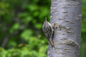 Short-toed treecreeper (Certhia brachydactyla) bird foraging . Wildlife in nature. 