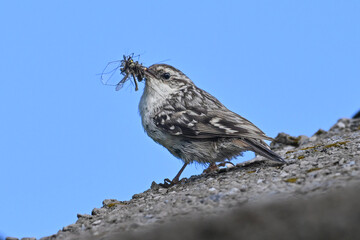 Short-toed treecreeper (Certhia brachydactyla) bird foraging . Wildlife in nature. 