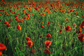 Beautiful summer Poppy fields, Pskov region