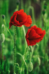 Beautiful summer Poppy fields, Pskov region