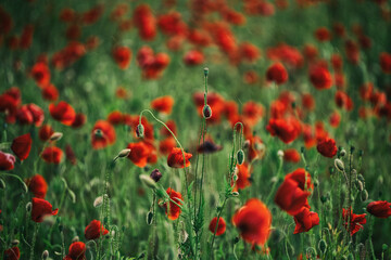 Beautiful summer Poppy fields, Pskov region