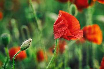 Beautiful summer Poppy fields, Pskov region