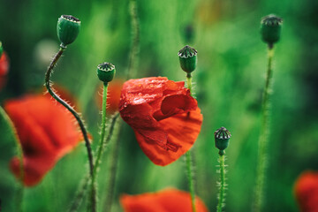 Beautiful summer Poppy fields, Pskov region