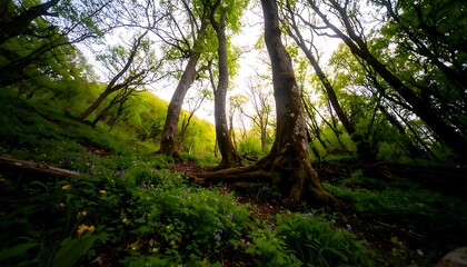 Obraz premium Lush woodland scene with towering trees.